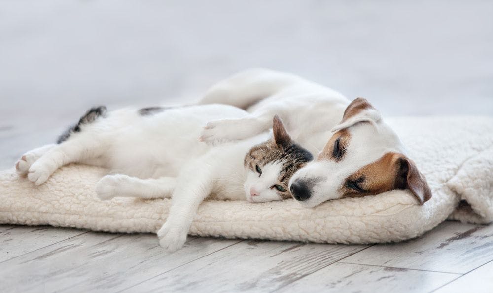 A cat and dog cuddling on bed