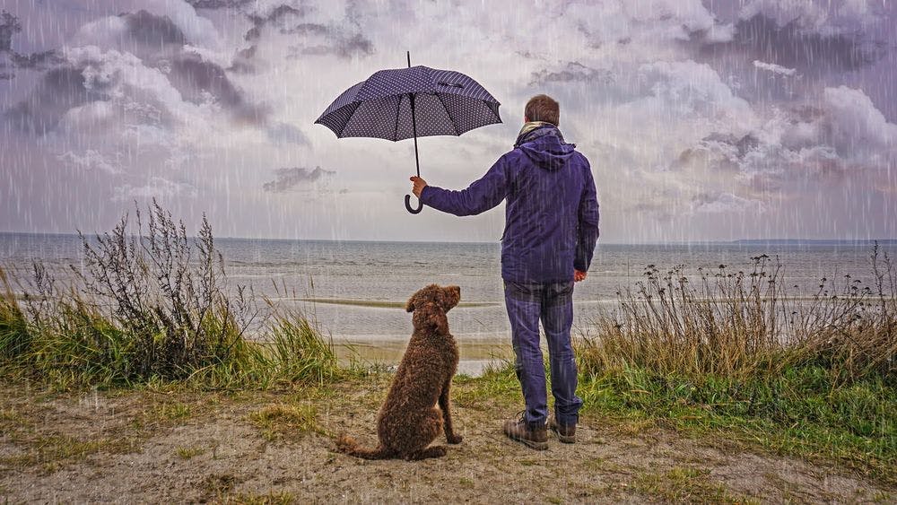 A man looking out onto the coast in the rain while holding an umbrella over his dog