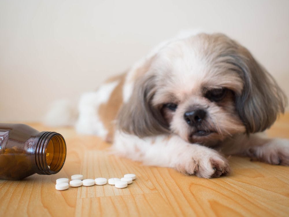 A dog looking at an open pill bottle trazodone