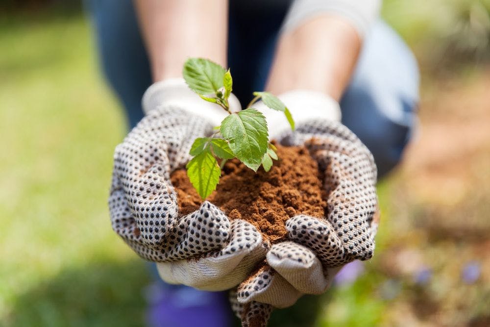 Using Gardening to Help Achieve Mental Clarity