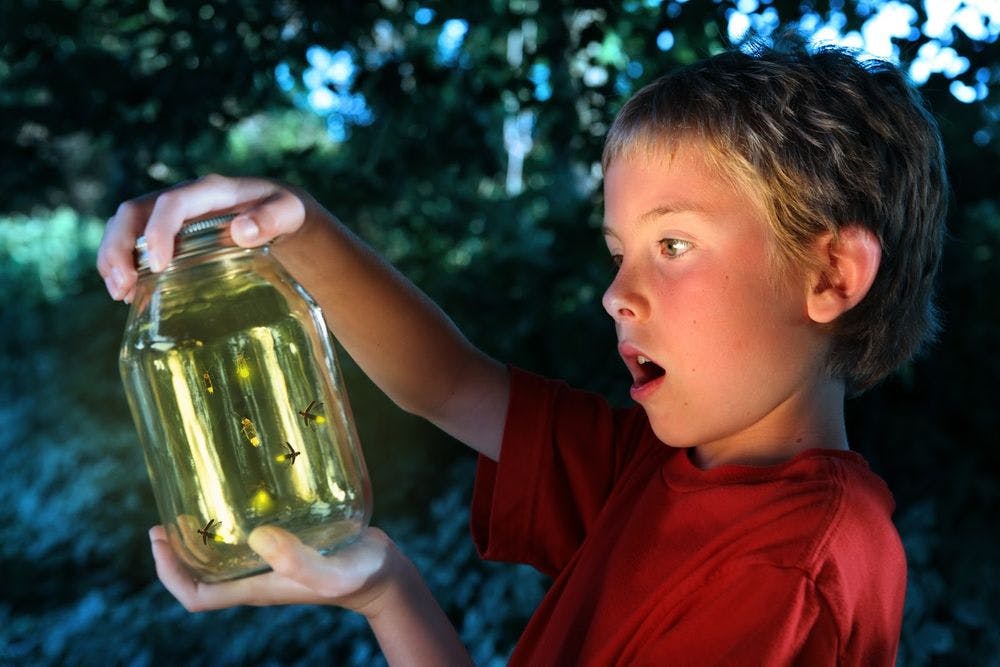 A young boy looking in awe at fireflies caught