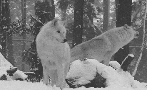 two wolves howling in the snowy forest