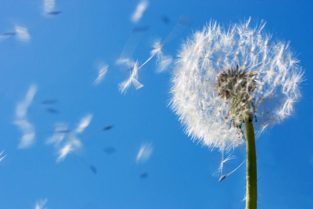 a dandelion going to seed and blowing away
