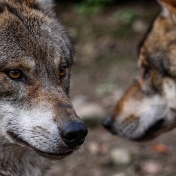 Cherokee Story of two wolves